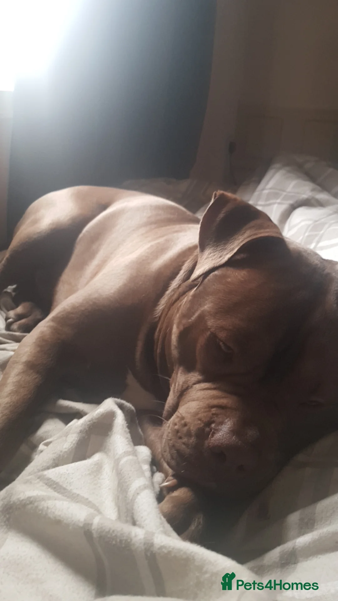 Mixed Breed dogs for sale: Staffie mix  - Advert 2