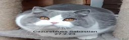 British Shorthair cats for stud: Gccf Studs Blues Lilac, Blue Bi, Cream bi Bi in Manchester - Advert 13