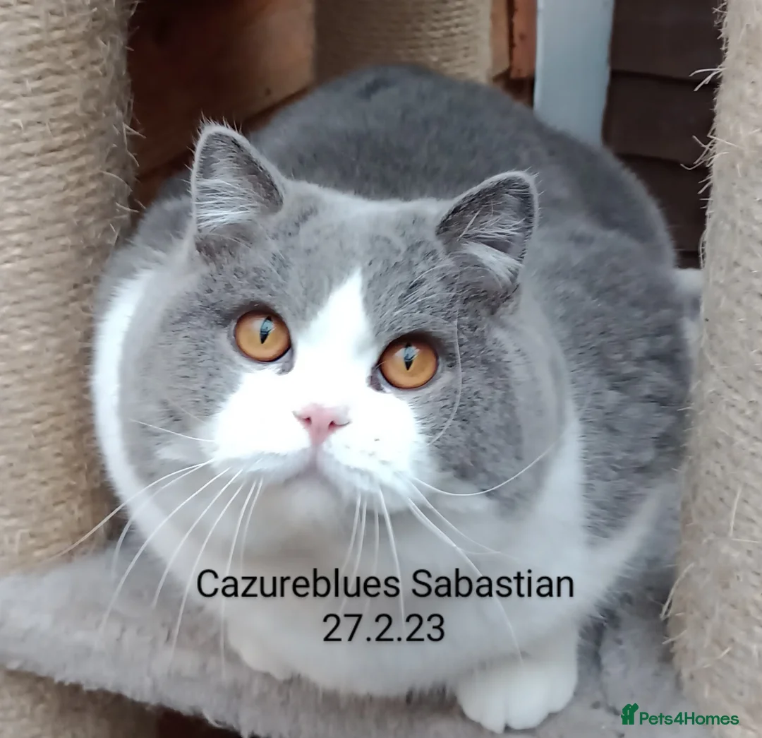 British Shorthair cats for stud: Gccf Studs Blues Lilac, Blue Bi, Cream bi Bi in Manchester - Advert 13