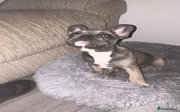 French Bulldog dogs for sale: Luna a 6 month old French bulldog puppy  - Image 7