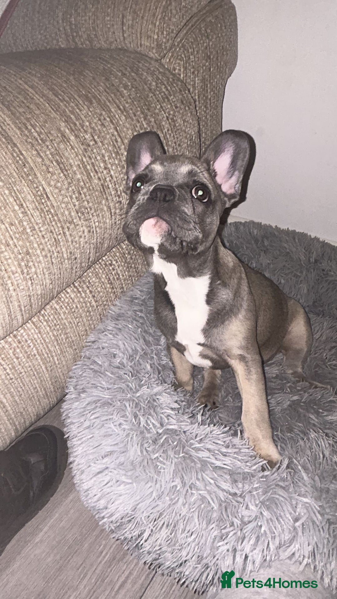 French Bulldog dogs for sale: Luna a 6 month old French bulldog puppy  - Image 7