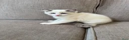 Ragdoll cats for sale: Ragdoll kittens  - 11 weeks old.  Ready now - Advert 4
