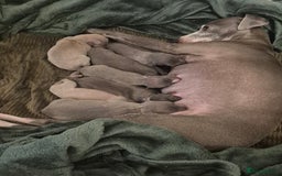 Italian Greyhound dogs for sale: Champion blood line KC Reg Italian Greyhounds - Advert 7