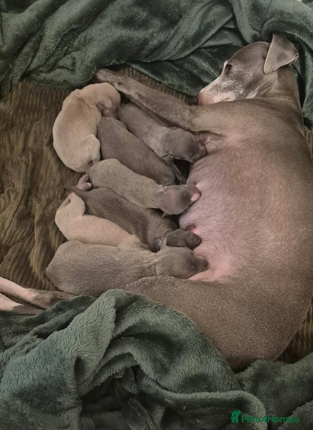 Italian Greyhound dogs for sale: Champion blood line KC Reg Italian Greyhounds - Advert 7