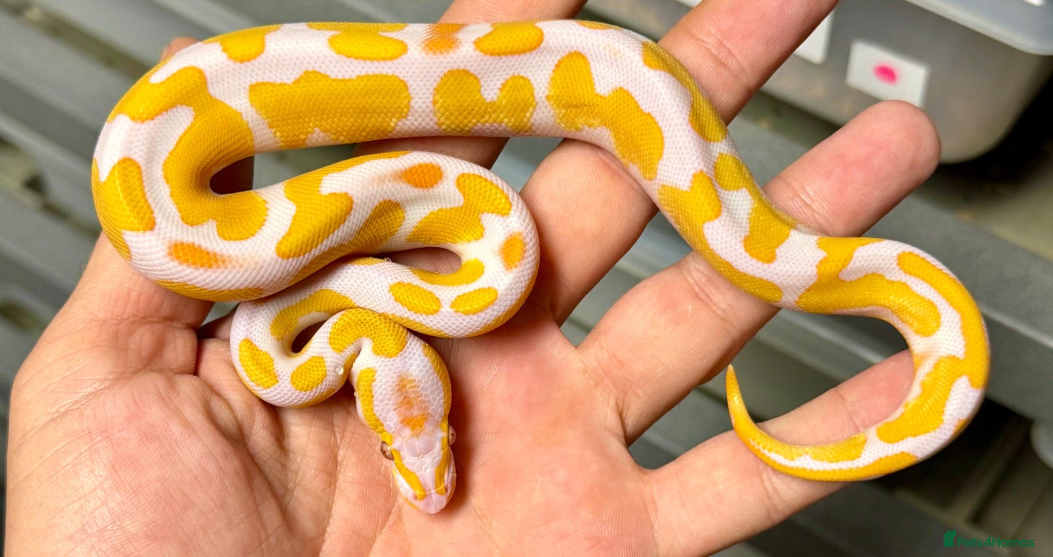 Python Snake reptiles Various royal pythons from £25 upwards  - Advert 1