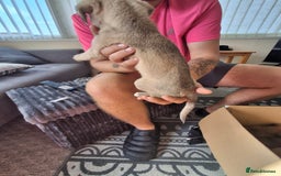 Lurcher dogs for sale: Lurcher long an short wired puppies - Image 5