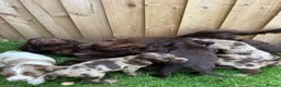 Cockapoo dogs for sale: Female F1 Cockerpoo ready to go  - Advert 2