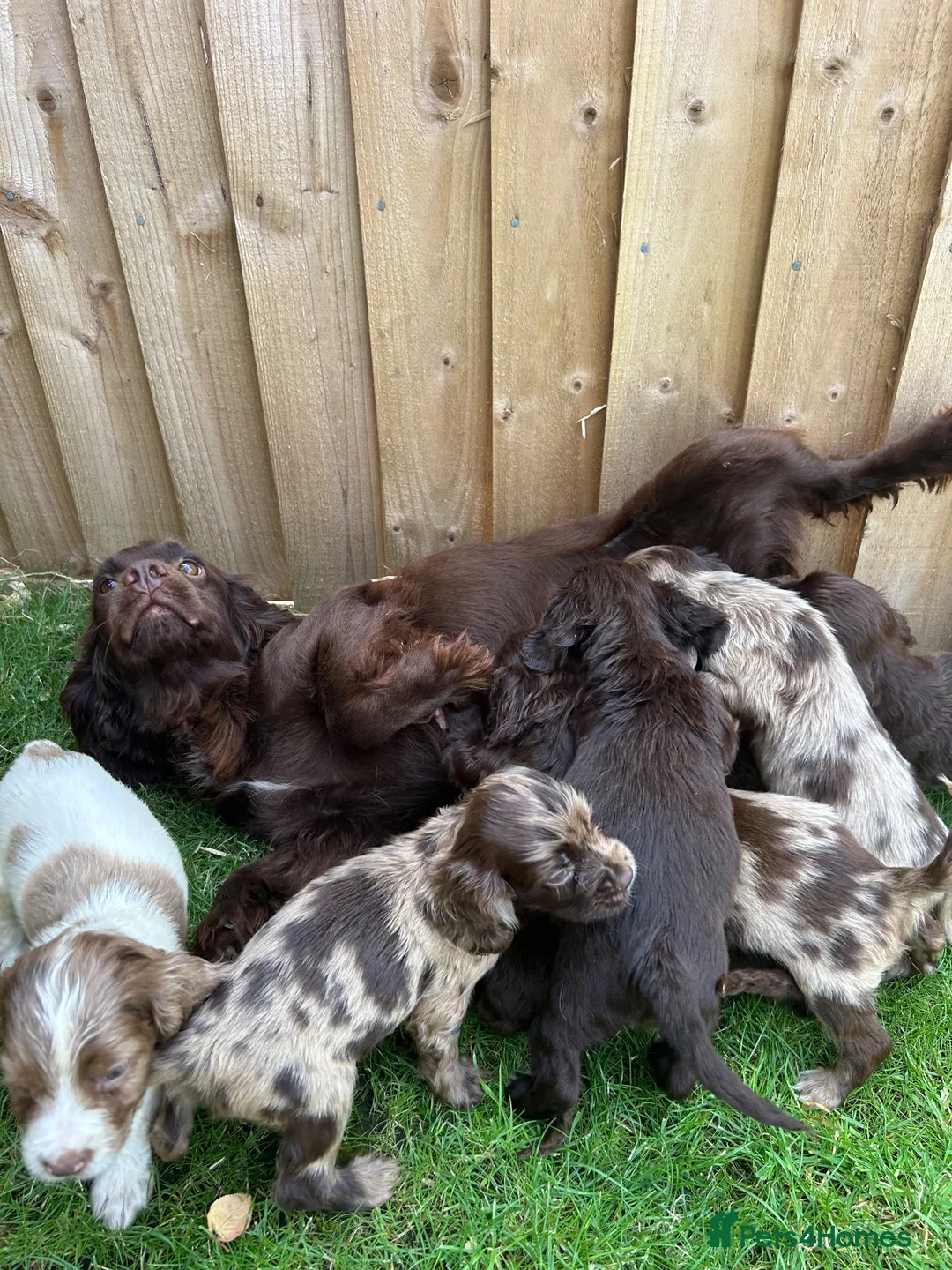 Cockapoo dogs for sale: Female F1 Cockerpoo ready to go  - Advert 2