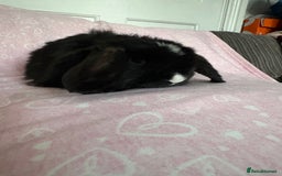 Mini Lop rabbits for sale: Beautiful little mini lop baby bunny rabbits  - Advert 6