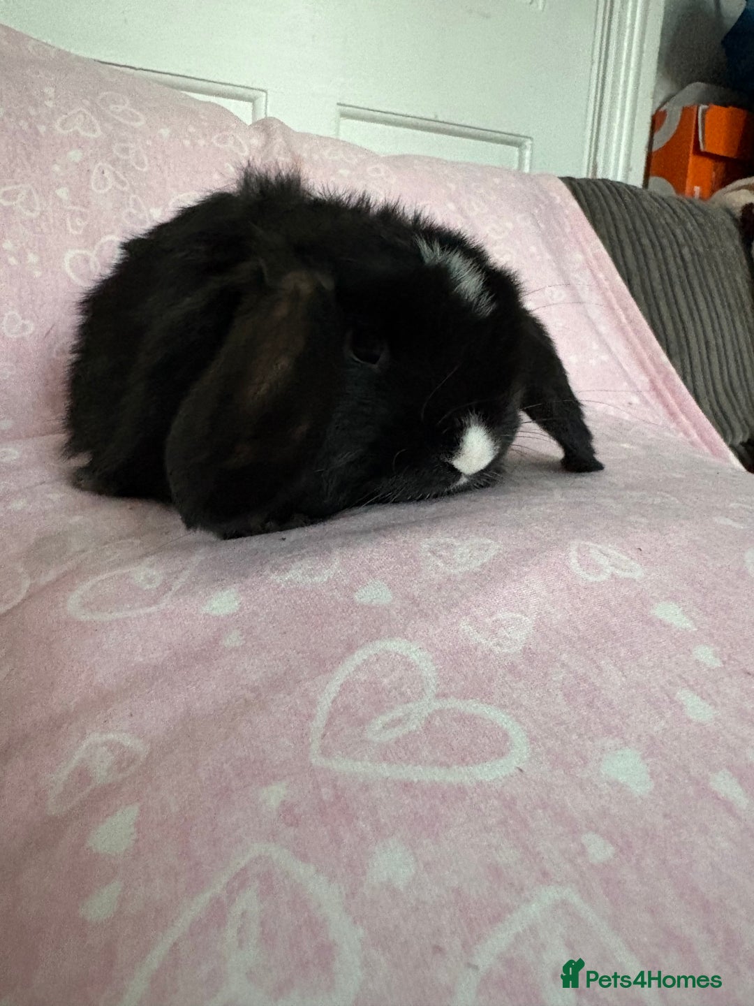 Mini Lop rabbits for sale: Beautiful little mini lop baby bunny rabbits  - Advert 6