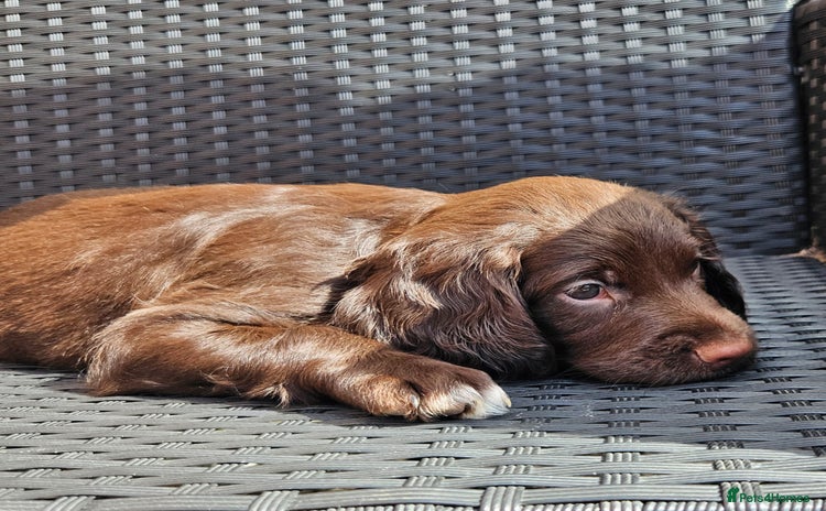 Sprocker dogs - Advert 12
