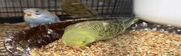 Budgerigars birds for sale: Budgies split bf - Advert 7