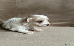 Coton De Tulear dogs for sale: Coton de Tulear puppies  - Image 1