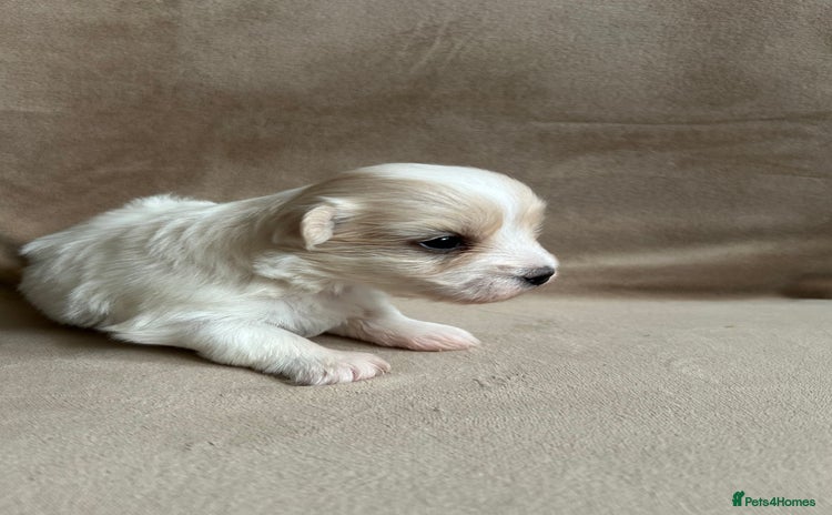 Coton De Tulear dogs - Advert 1