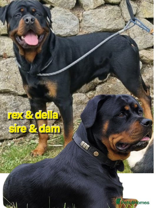 Rottweiler dogs (KC) REX & DELLAS FINAL LITTER OF QUALITY PUPS - Advert 1