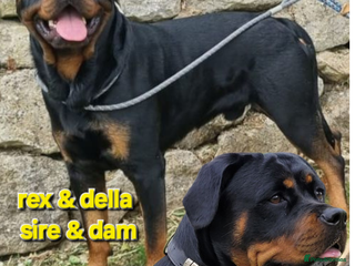 Rottweiler dogs - Advert 9