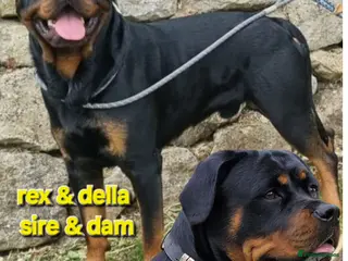 Rottweiler dogs QUALITY FEMALES AVALIBLE NOW (all sold) - Advert 4