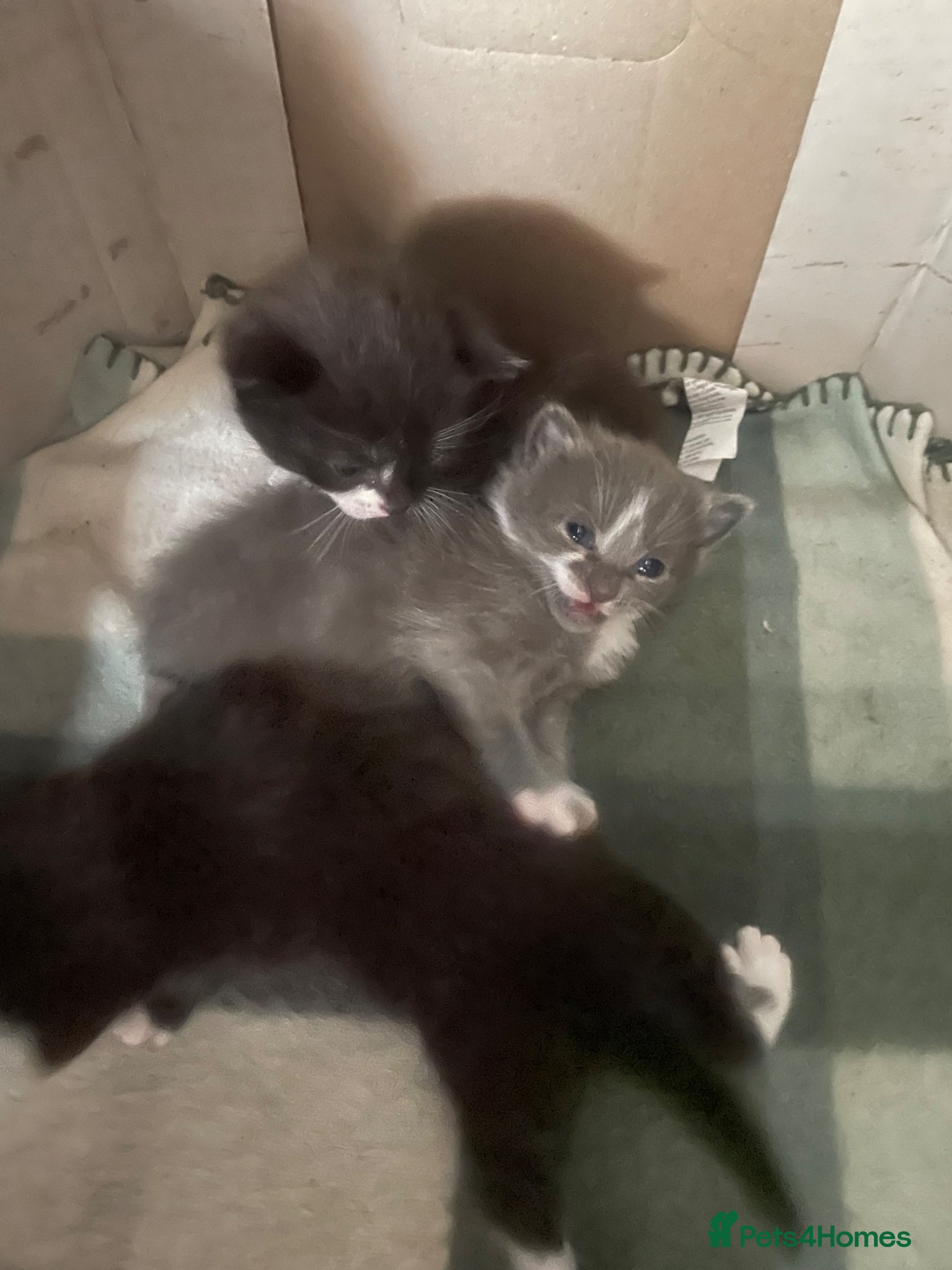 Mixed Breed cats for sale: Three beautiful girls  - Advert 7