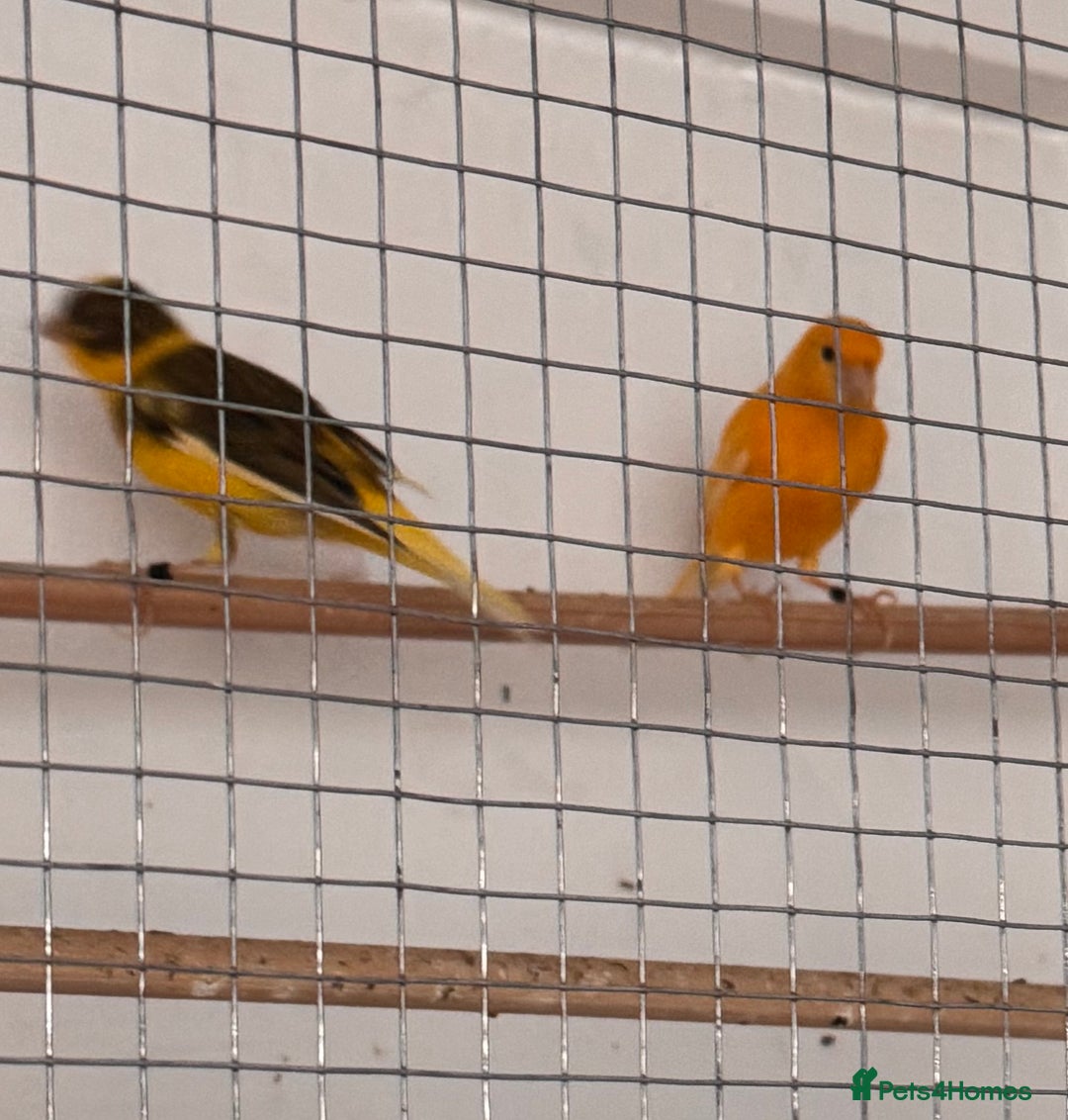 Canaries birds for sale: Fife canaries  - Advert 6