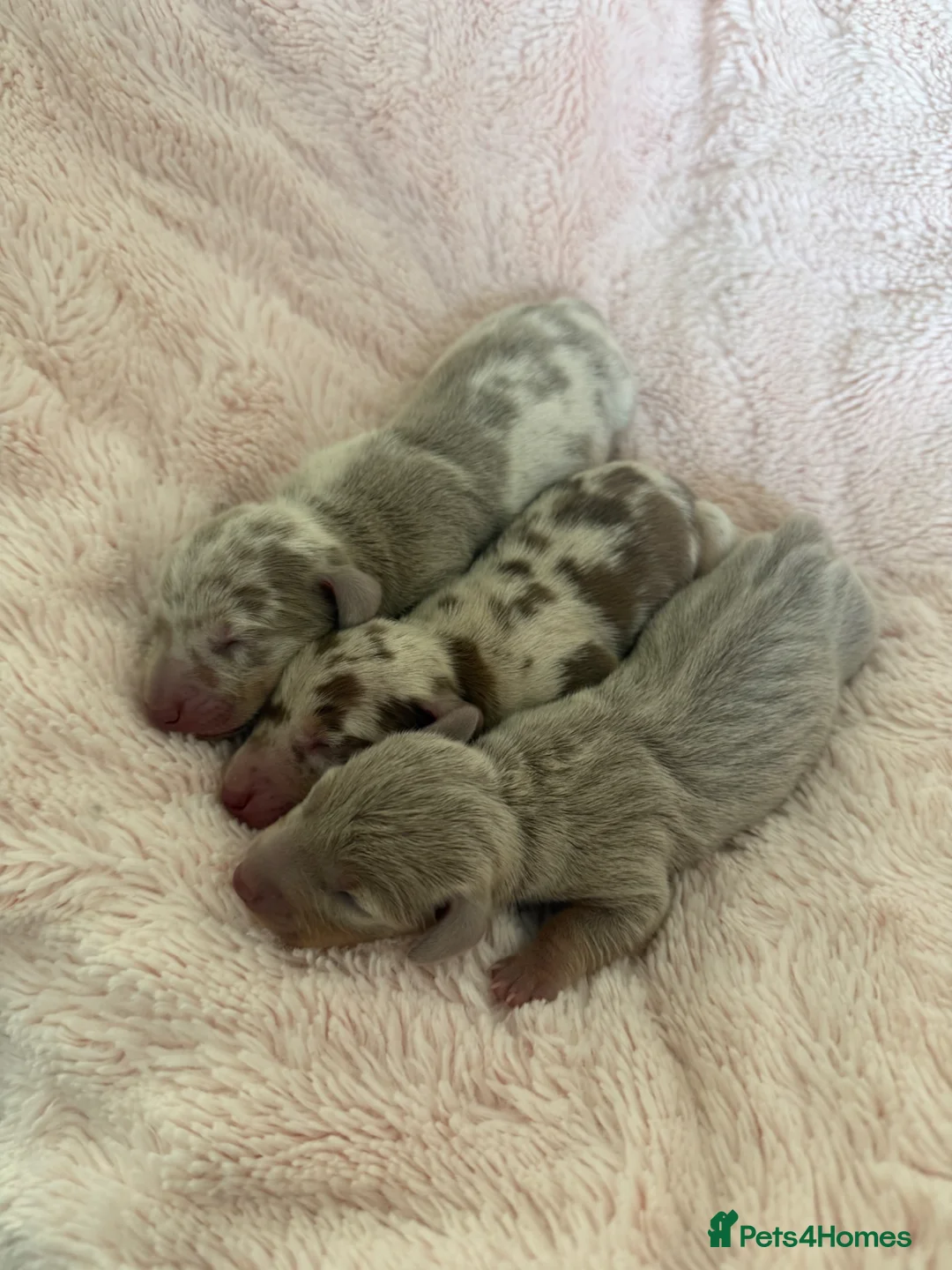 Miniature Dachshund dogs for sale: Kennel club Miniature Dachshunds  - Advert 1