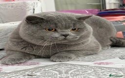 British Shorthair cats for sale: Stunning British Kittens - Image 22