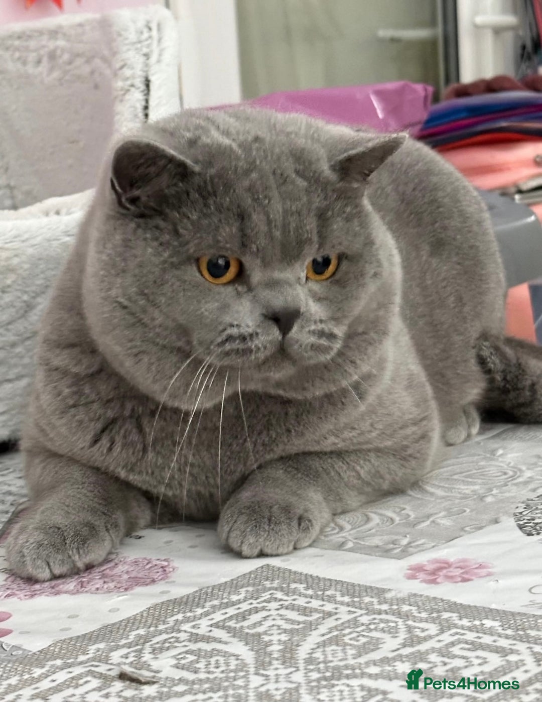 British Shorthair cats for sale: Stunning British Kittens - Image 22