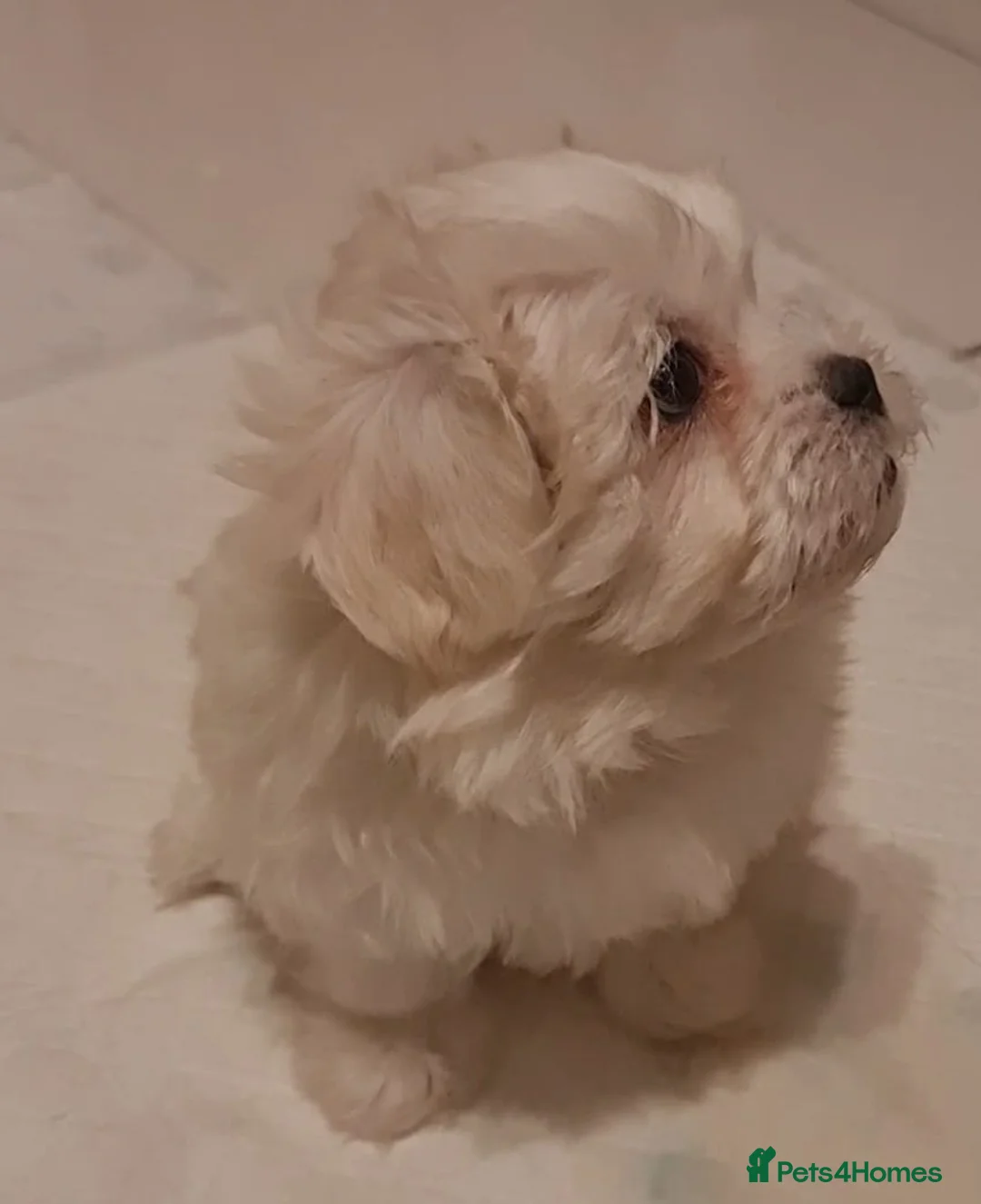 Mixed Breed dogs for sale: Havanese x Maltese Havamalts - Advert 13