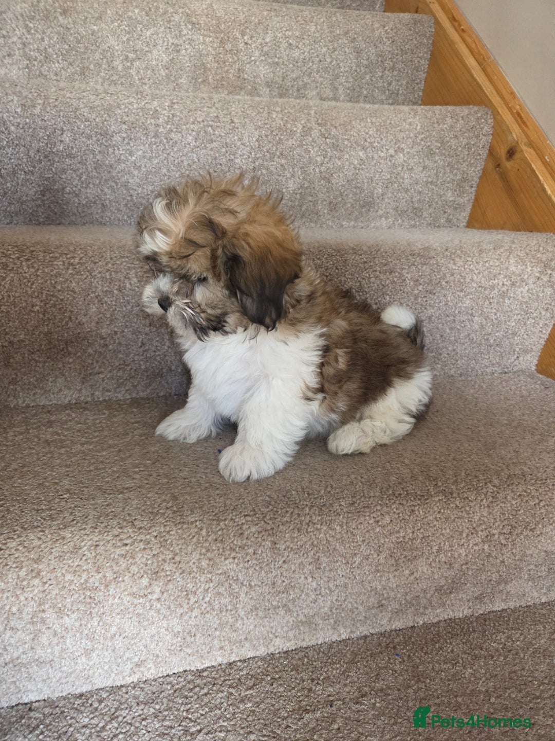 Shih Tzu dogs for sale: STUNNING HEALTH CHECKED PUPPIES  - Image 5