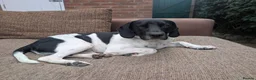 Mixed Breed dogs for adoption: ARCHIE,POINTER CROSS, LOOKING FOR HIS FOREVER HOME in Hereford - Advert 7