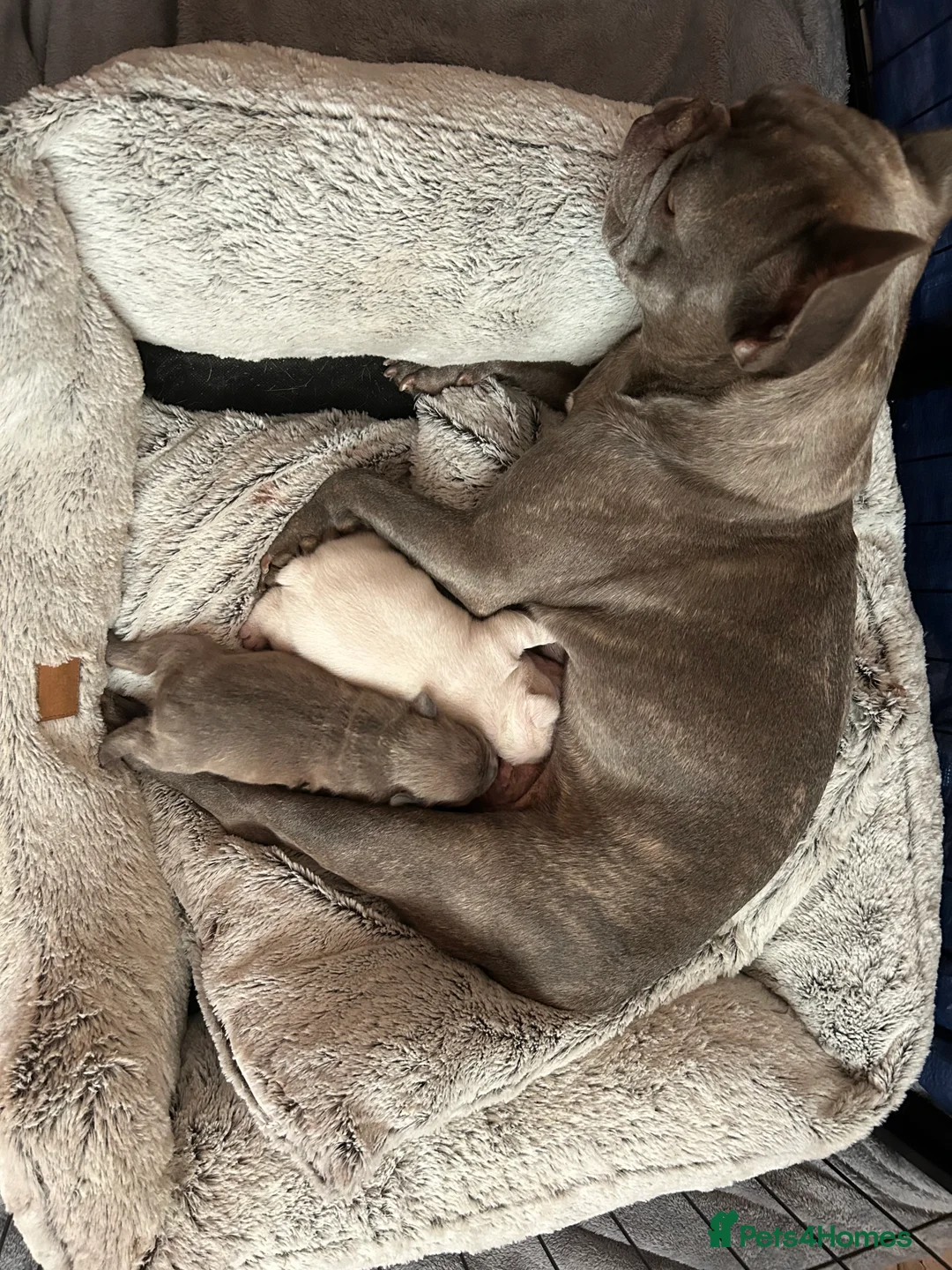 French Bulldog dogs for sale: Gorgeous Blue Female and Cream Male in Hornchurch - Advert 2
