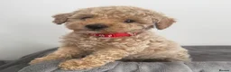 Mixed Breed dogs for sale: Unusual Café Au Lait Poodle Puppies - Advert 19