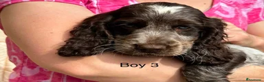 Cocker Spaniel 6