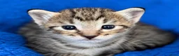Siamese cats for sale: Siamese X Ragdoll kittens - Advert 3