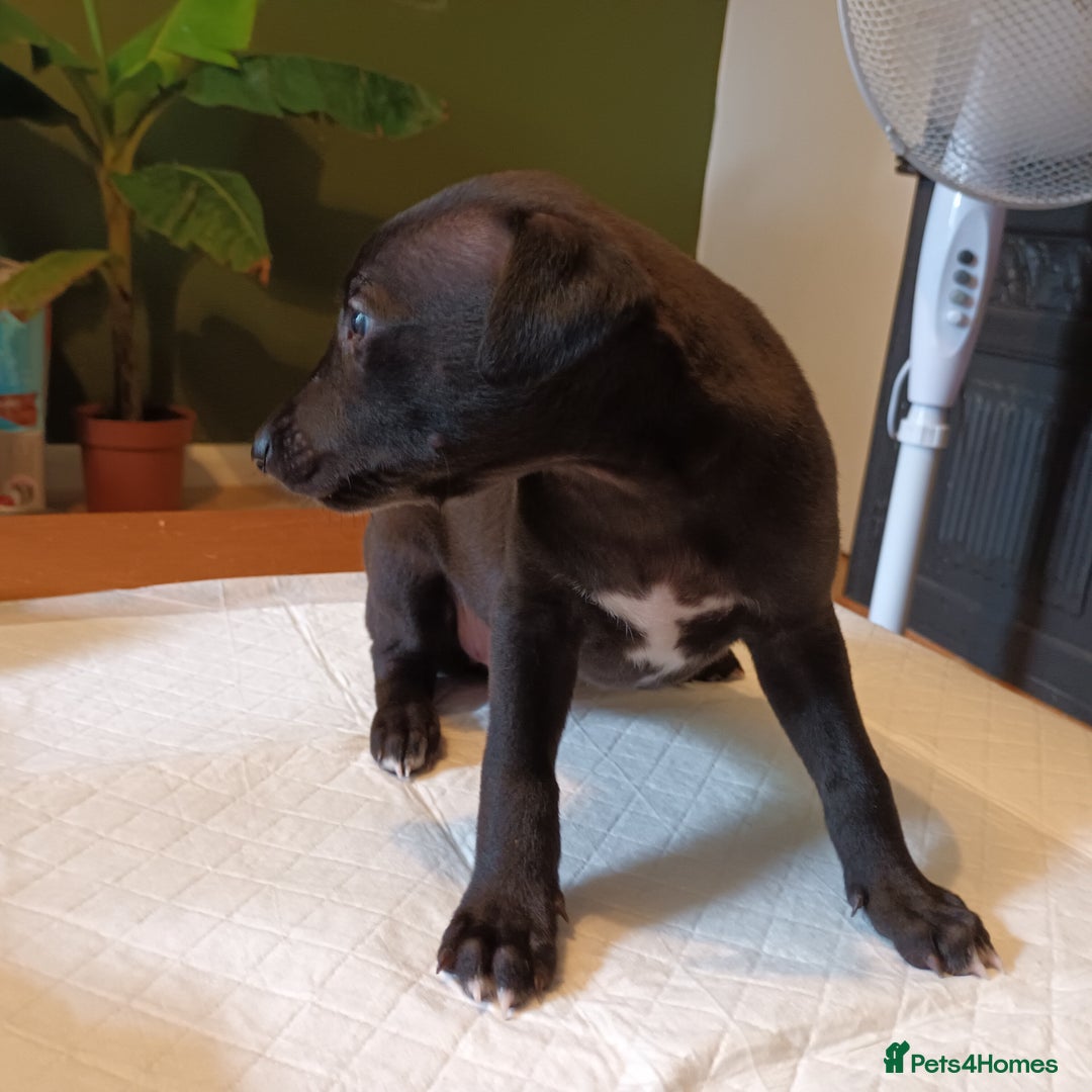Whippet dogs for sale: 2 whippet pups left ( 1 bitch & 1 boy) - Image 11