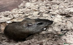 Gerbil rodents for sale: Single lone gerbil  in Reading - Image 2