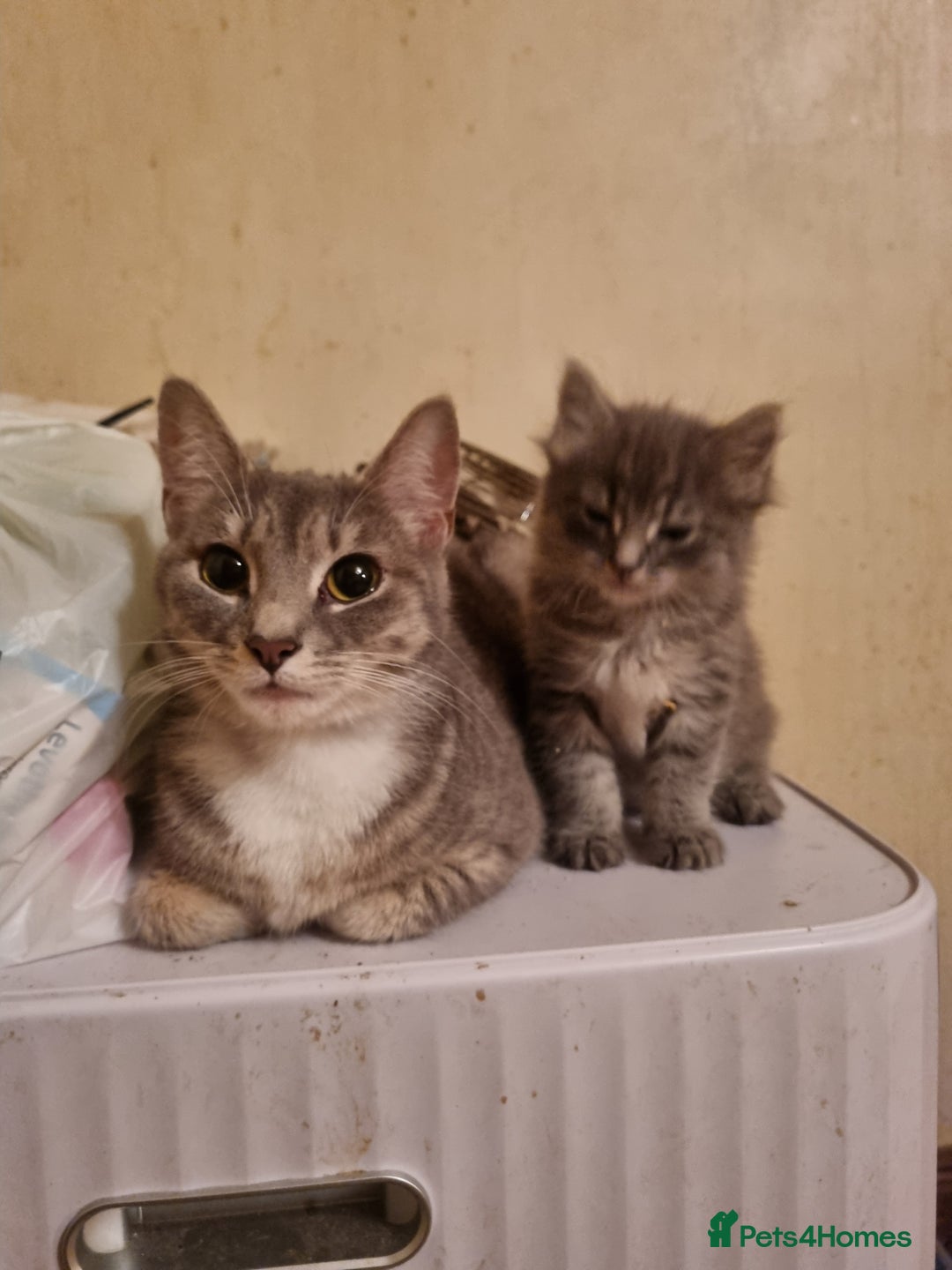 Mixed Breed cats for sale: Ghost tabby cats - Advert 12