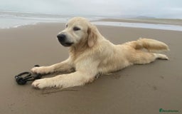 Goldendoodle dogs for sale: Gorgeous F1 Golden Doodles ❤️ - Advert 2