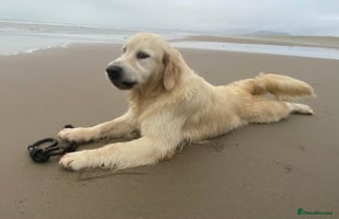 Goldendoodle dogs Gorgeous F1 Golden Doodles ❤️ - Advert 4