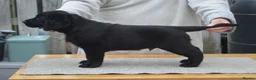 Labrador Retriever dogs for sale: Stunning Puppies From Show Winning Parents - Advert 11