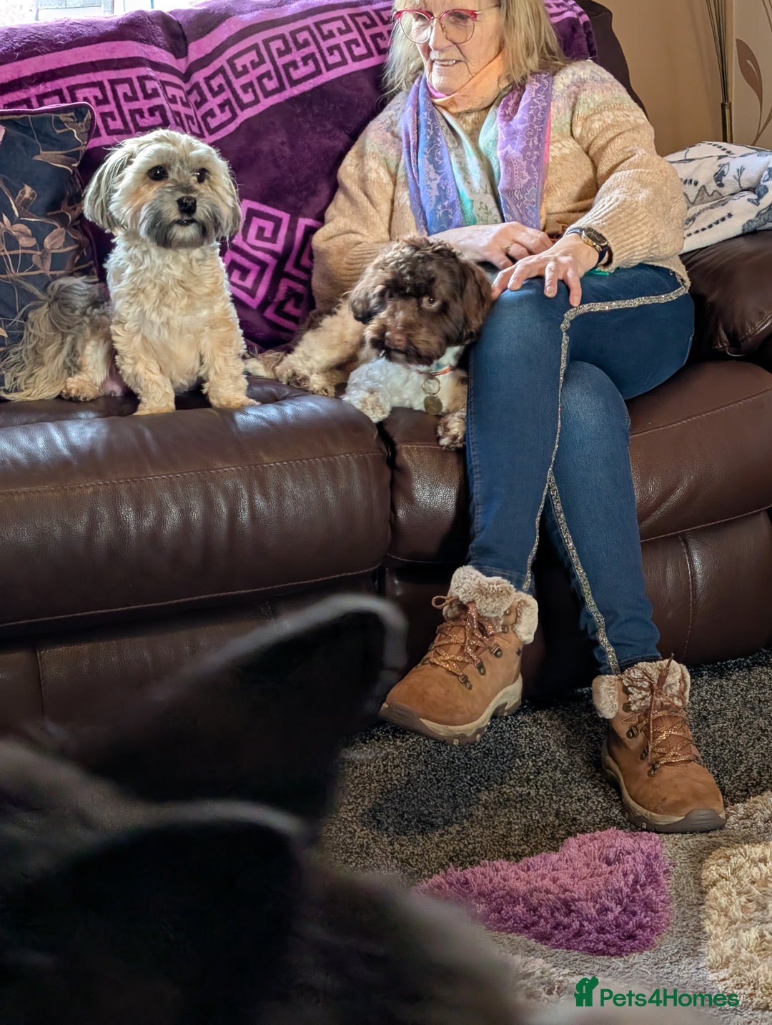 Havanese dogs for sale: Stunning House reared pure bred Havanese Babies  - Advert 10