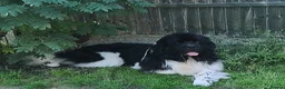 Newfoundland dogs for sale: Landseer Newfoundland Puppies - Advert 3