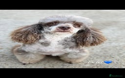 Labradoodle dogs for sale: 7 labradoodle puppies for sale - Image 10
