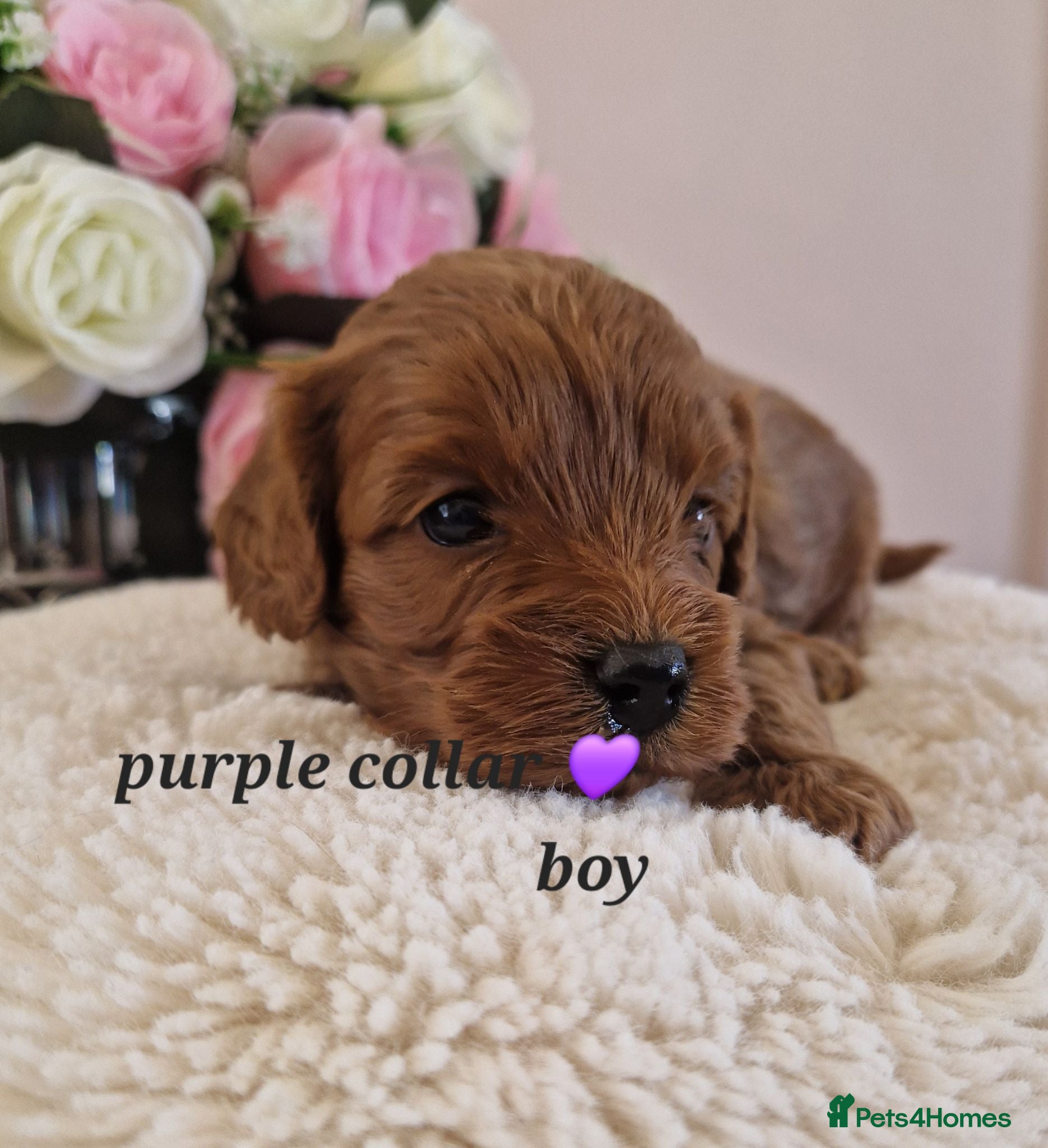 Cavapoochon dogs Beautiful cavapoochon puppies  - Advert 3