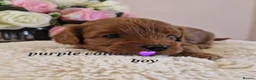 Cavapoochon dogs for sale: Beautiful cavapoochon puppies  - Advert 15