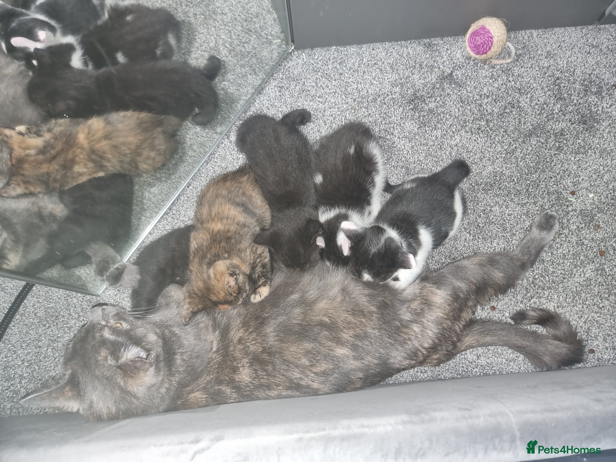 Mixed Breed cats Beautiful mixed kittens, very playful  - Advert 12