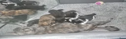 Mixed Breed cats for sale: Beautiful mixed kittens, very playful  - Advert 1