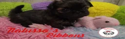 Shih Tzu dogs for sale: Tialusso Imperial Shih Tzus 5 🌟 licensed breeder  - Advert 5