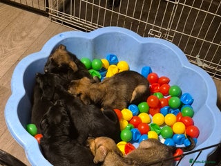 Mixed Breed dogs - Advert 22
