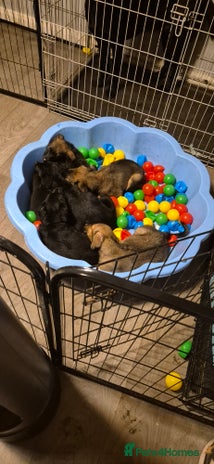 Mixed Breed dogs - Advert 1