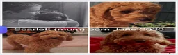Miniature Poodle dogs for sale: Gorgeous miniature poodles ready now x  - Advert 13